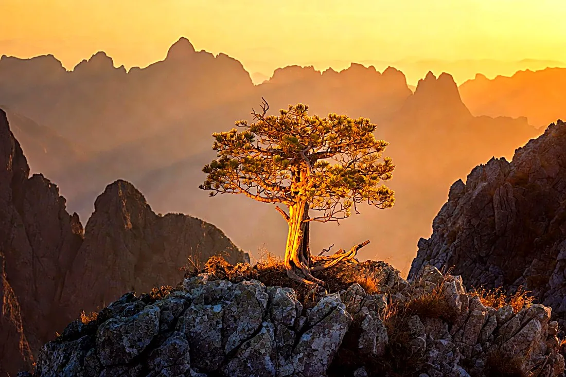 A lone pine rooted on a mountain ridge at sunrise